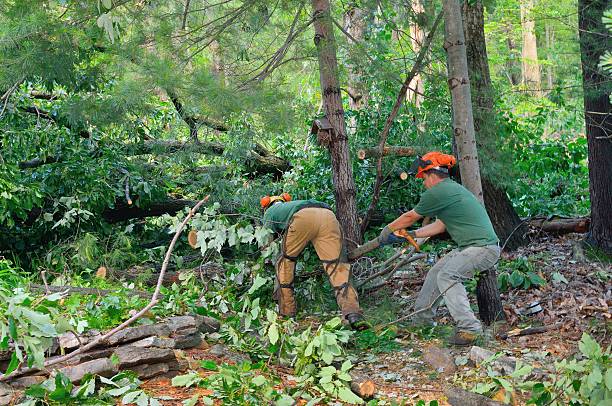 Best Tree Pruning Services  in Roland, AR